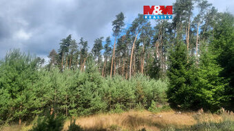 Prodej lesa, 108447 m², Březovice - 1