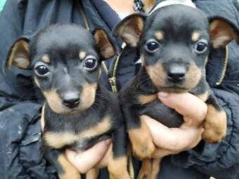 Pražský krysařík