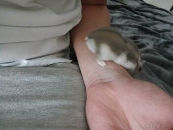 Křeček džungarský samička - 1