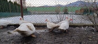 Kachna pižmová - 1