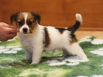 Jack Russel teriér s PP - Vitto