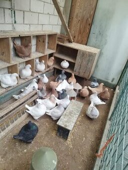 Prodám holuby  NVH a texany