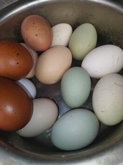 Kuřata na barevná vajíčka