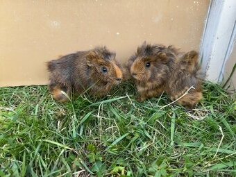 Morče - malá morčátka - morčata - morčátko