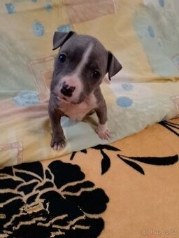 Stafordšírský bulteriér