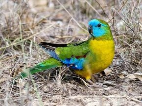 Papoušek tyrkysový - přírodní a pastel