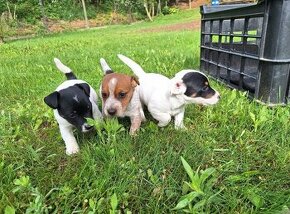 Jack Russel teriér