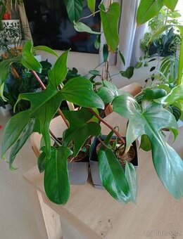 Philodendron Florida Green