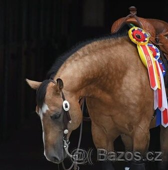 Inseminace QH reining