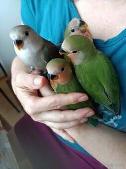 Agapornis růzohrdlý ochočený ručně dokrmený