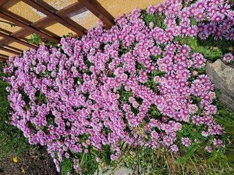 Kosmatec "Delosperma".