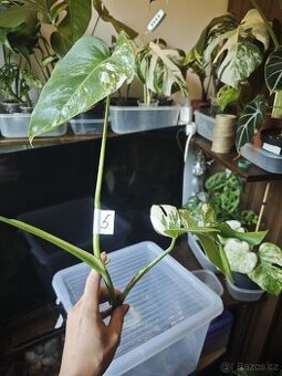 Monstera alba č.5