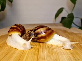 Lissachatina Fulica Jade