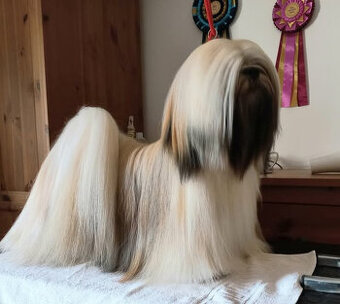 LHASA APSO ŠTĚŇATA S PP (FCI) 2025-26