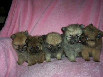 Pomeranian