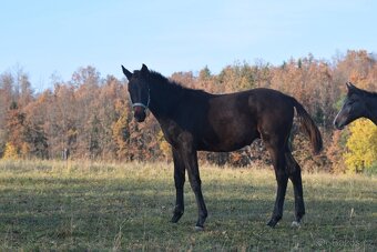 Belmondo letošní odstávče
