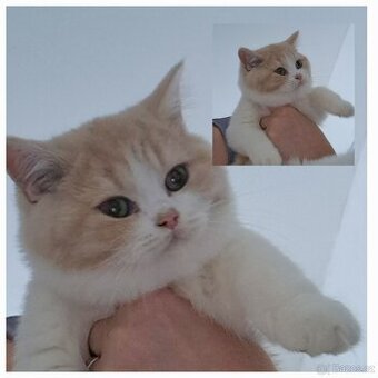 Britská koťátka s PP