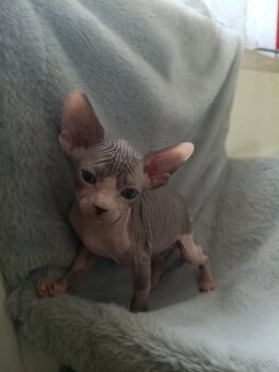 Kanadian Sphynx