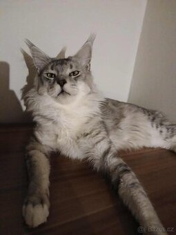 Mainská Mývalí s pp