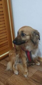 Německy špic x čivava