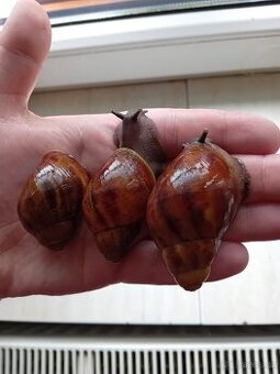 Africký šnek Archachatina Puylaerti dark body
