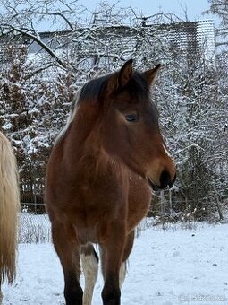 Kobylka hafling x APH