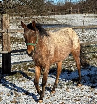 Prodám mladou klisnu zajímavé barvy