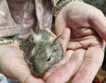 Daruji holčičku osmaka degu 5 měsíců