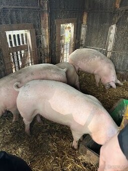 Nabízím k prodeji prasata
