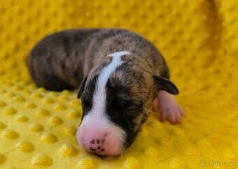 Whippet vipet šteniatka s PP FCI