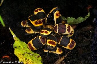 Pachnoda marginata peregrina