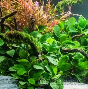 Anubias barteri