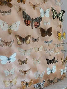 Motýli v entomologické krabici, vše ze 60tých let - 1