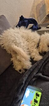 Bison havanese
