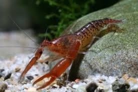 Krevetka čokoládová - 	Macrobrachium dayanum