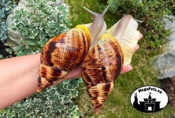Africký šnek / megapets.eu / Lissachatina reticulata Snails