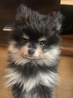 Pomeranian