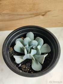 Echeveria runyonii