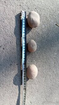Brambory
