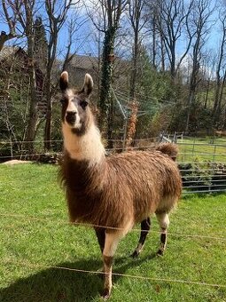 Lama