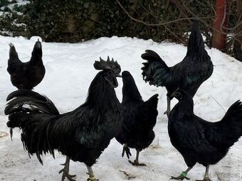 Ayam Cemani - násadová vejce-kuřátka Cemanská slepice NV