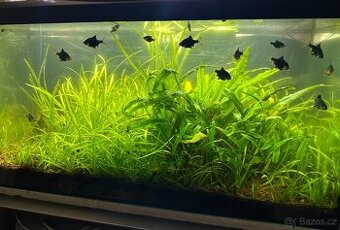 Akvárium 112l