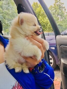 Pomeranian