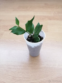 Hoya