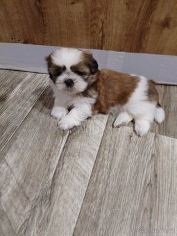 Shih-tzu štěňátka