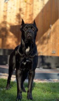 Krycí pes Cane Corso s PP