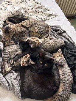 Savanová kočka - koťátka k odběru