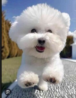 Koupím fenečku Bišonka