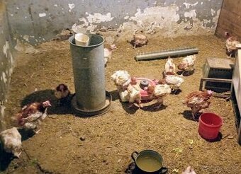 Roční  Isa Brown/hnědý nosný hybrid doprodej