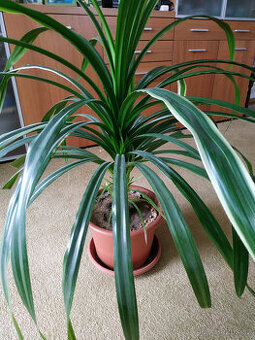 Domácí pokojová rostlina Pandán - prodej